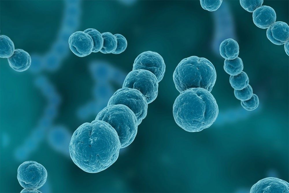 Как выглядят стрептококки под микроскопом Graduate Studies Biomedical and Veterinary Sciences Virginia Tech